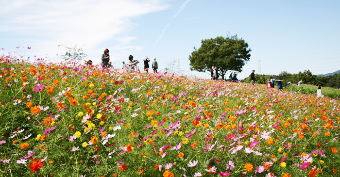 Cosmos Festa