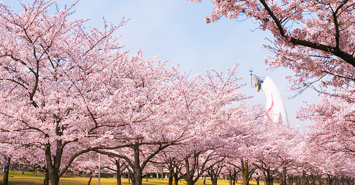 Cherry Blossom Festival