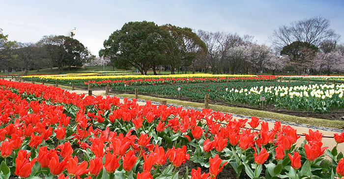 Tulip Festival