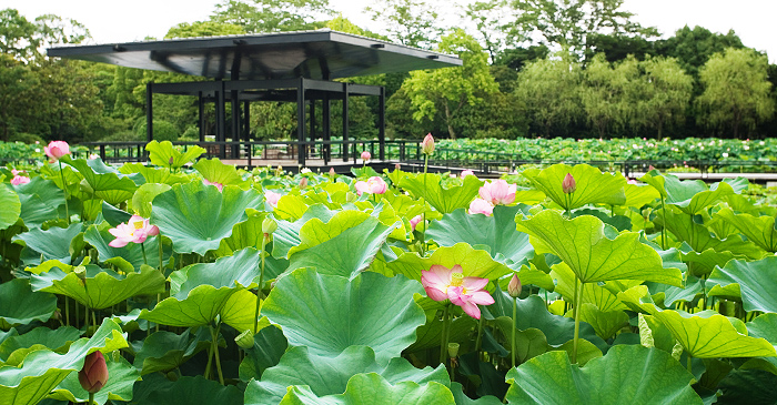 Early Morning Lotus Viewing and Zobihai (drinking sake through a lotus stem)