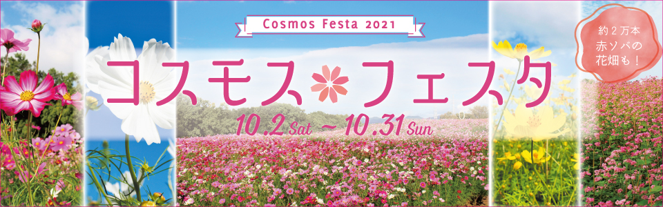 コスモスフェスタ　約2万本　赤ソバの花畑も！　2021年10月2日（土曜日）〜2021年10月31日（日曜日）〜