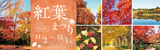 紅葉まつり | 開催日時：2024年11月2日（土曜日）から12月1日（日曜日）　期間中無休