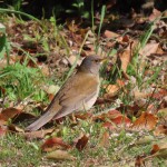 野鳥観察会