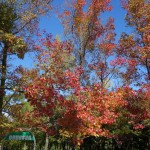 紅葉の観察会