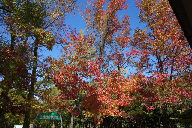 紅葉の観察会