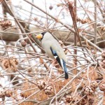 野鳥観察会