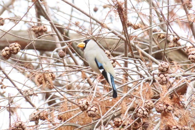 野鳥観察会