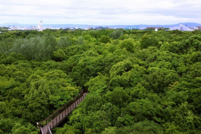 ソラード 森の空中観察路 万博記念公園