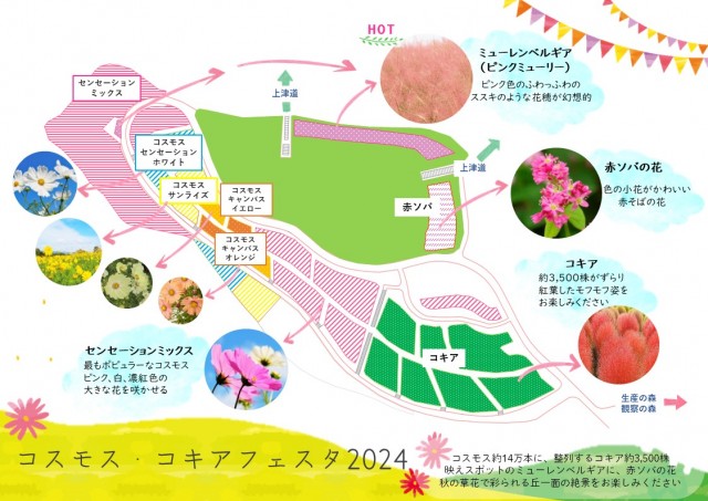 コスモスコキア植栽図2024