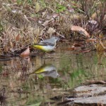 野鳥観察会