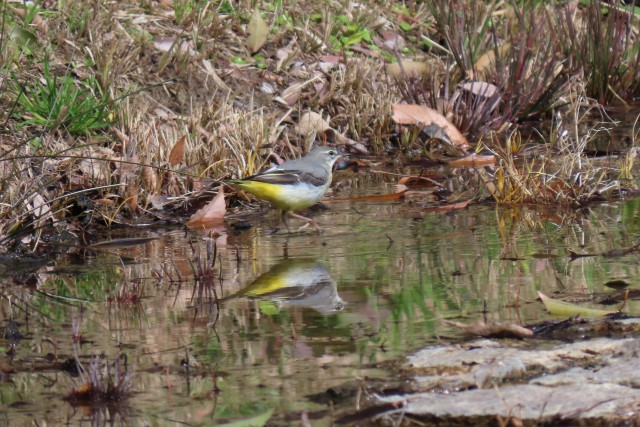 野鳥観察会