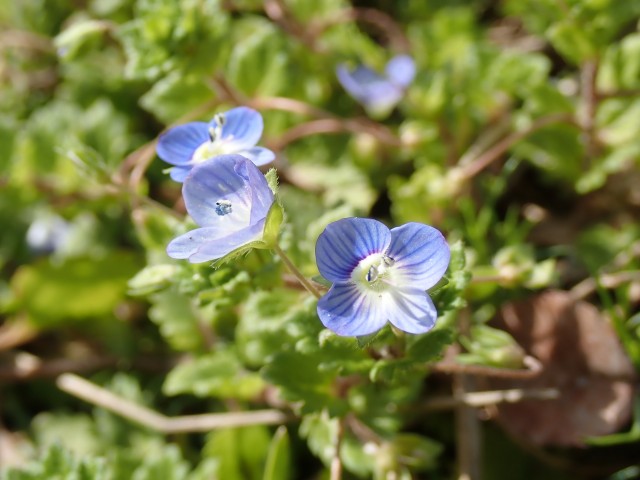 早春の野草観察会