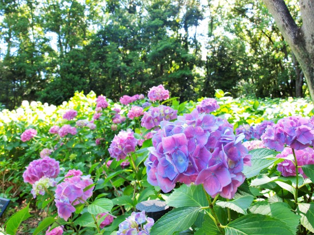 アジサイ 花アルバム 過去の開花状況 万博記念公園