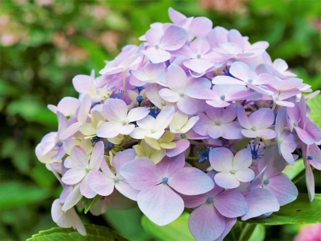 アジサイ 花アルバム 過去の開花状況 万博記念公園