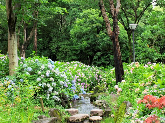 アジサイ 年 更新終了しました 万博記念公園