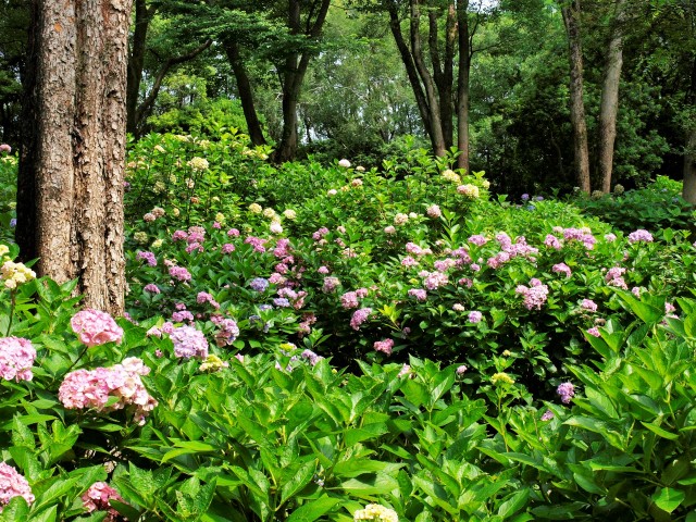 アジサイ 21年 更新終了しました 万博記念公園