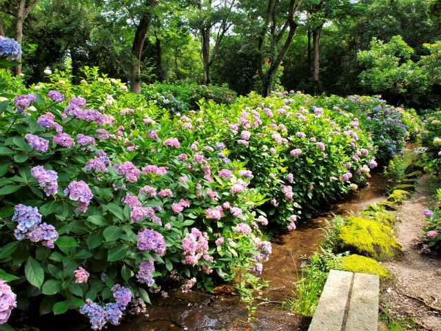 アジサイ 21年 更新終了しました 万博記念公園