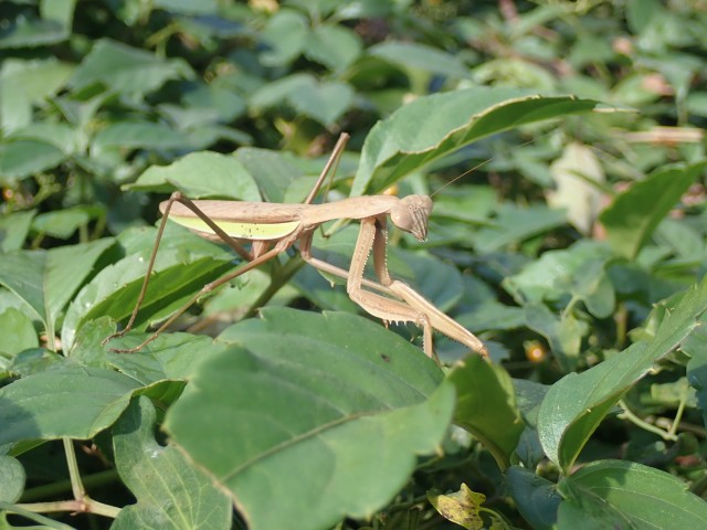 秋の昆虫観察会