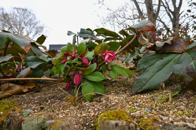 christmasrose_20122_01