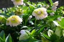 christmasrose_240402_02