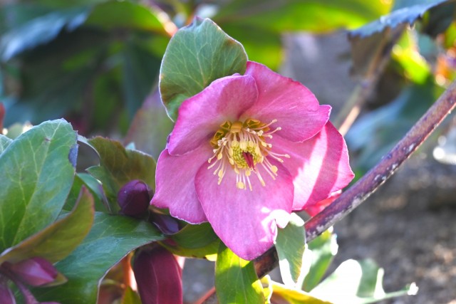 christmasrose_250128_01