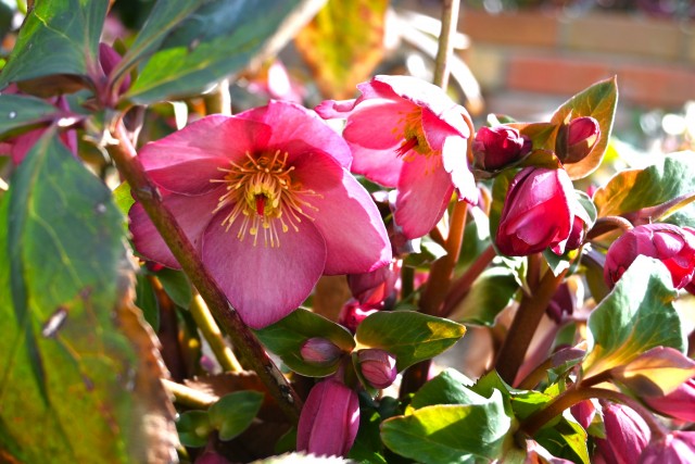 christmasrose_250205_03