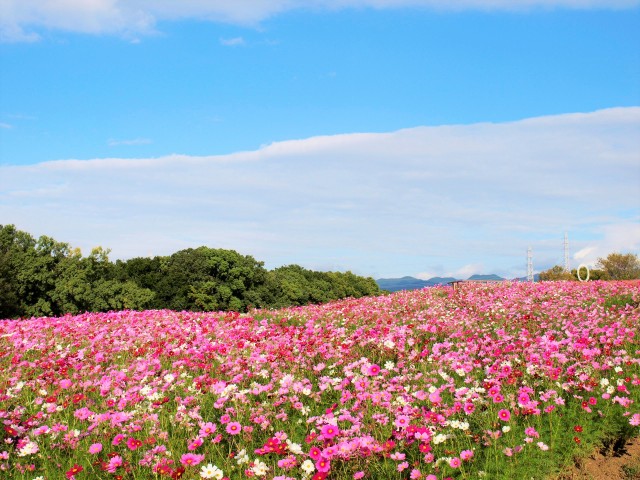 万博記念公園 コスモスフェスタ 万博記念公園