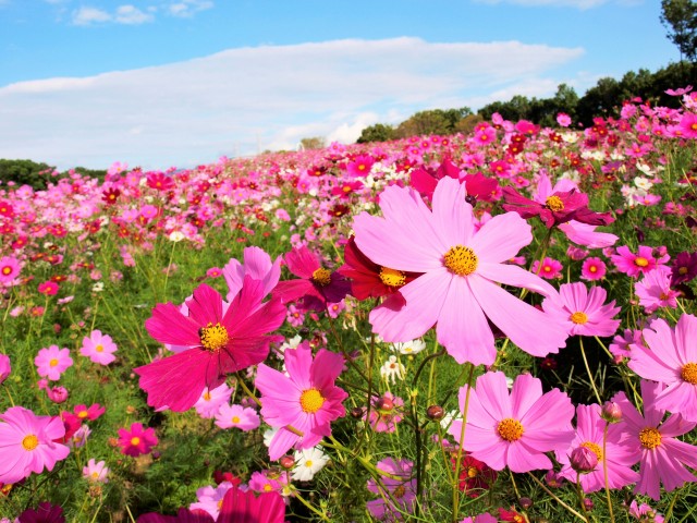 コスモス 花アルバム 過去の開花状況 万博記念公園