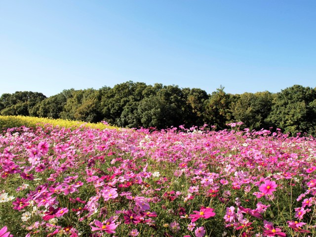 コスモス 花アルバム 過去の開花状況 万博記念公園