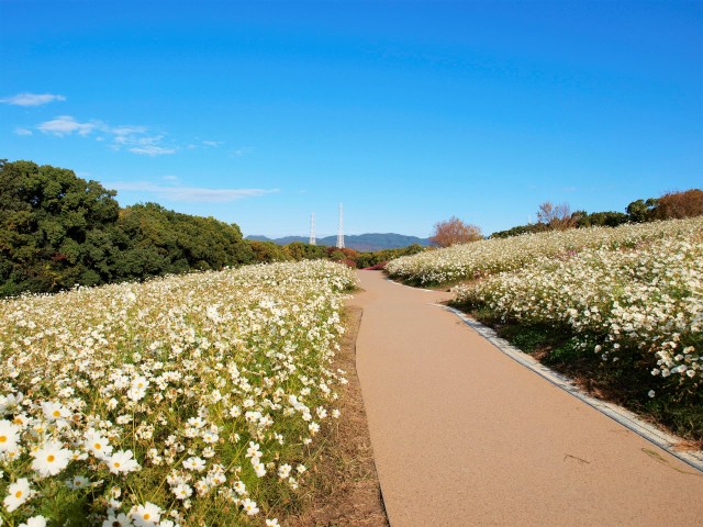 コスモス 花アルバム 過去の開花状況 万博記念公園