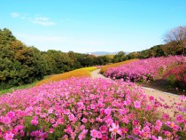 万博記念公園 コスモスフェスタ 万博記念公園