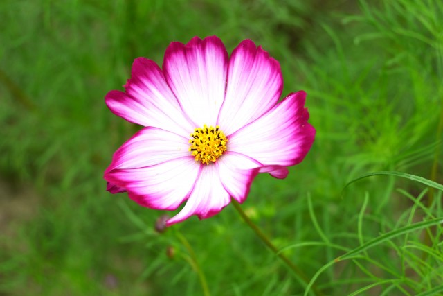 cosmos_241015_01