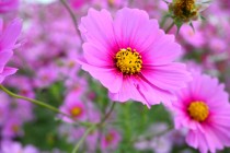 cosmos_241029_04