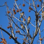 野鳥観察会