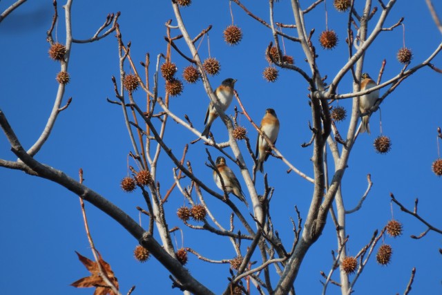 野鳥観察会