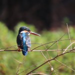 冬の野鳥観察講座