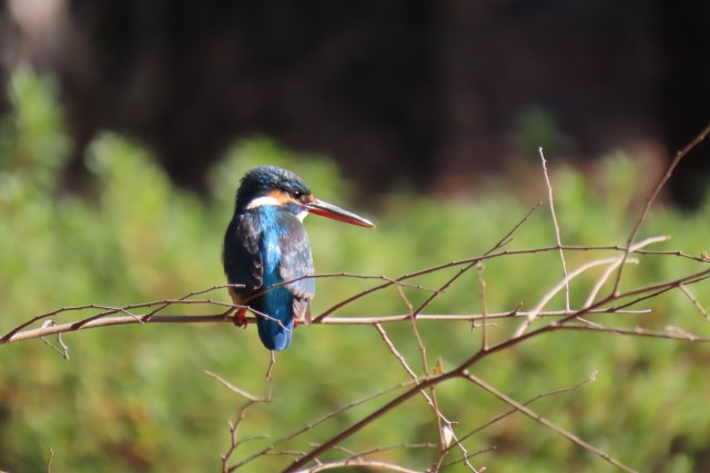 冬の野鳥観察講座