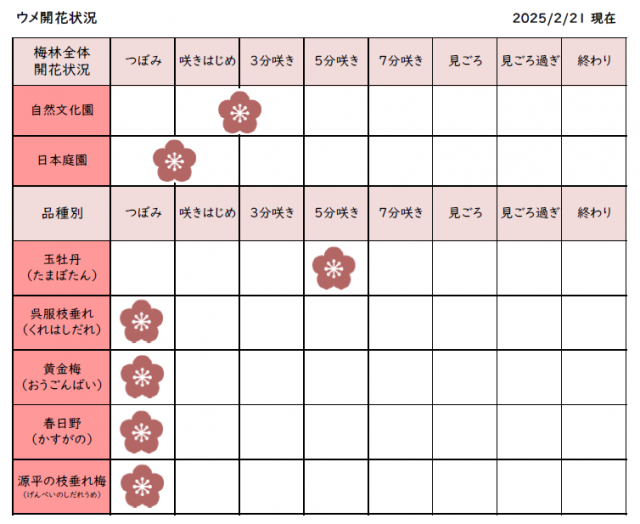 梅開花情報