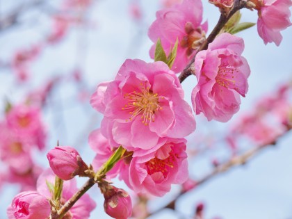 花を楽しむ 万博記念公園