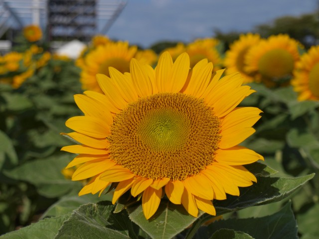 ヒマワリ 花アルバム 過去の開花状況 万博記念公園