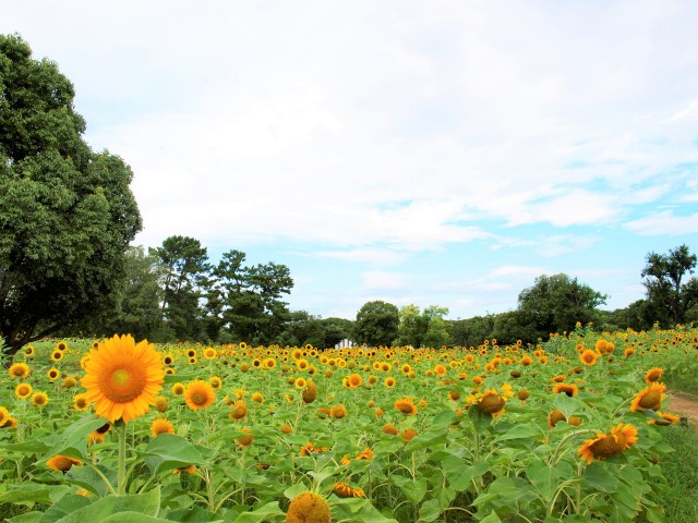 ヒマワリ 花アルバム 過去の開花状況 万博記念公園