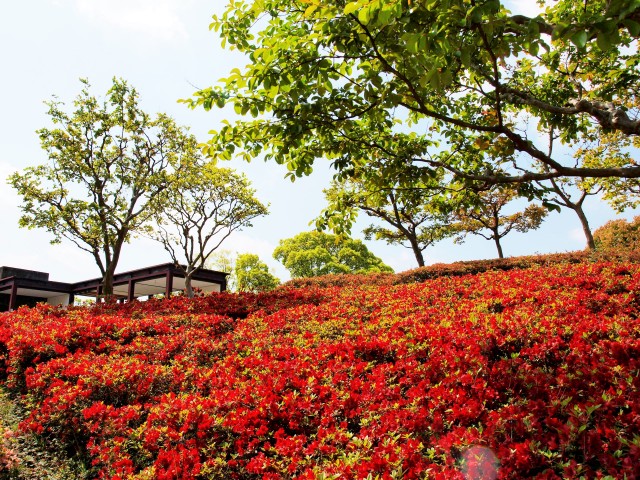 ツツジ 21年 更新終了しました 万博記念公園