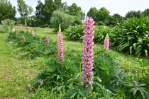 lupinus_240522_01