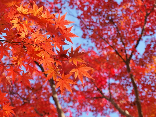 紅葉スポット 19年 更新終了しました 万博記念公園