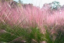 muhlenbergia_241002_03