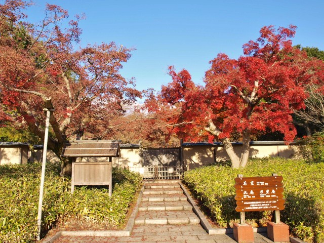 紅葉スポット 19年 更新終了しました 万博記念公園