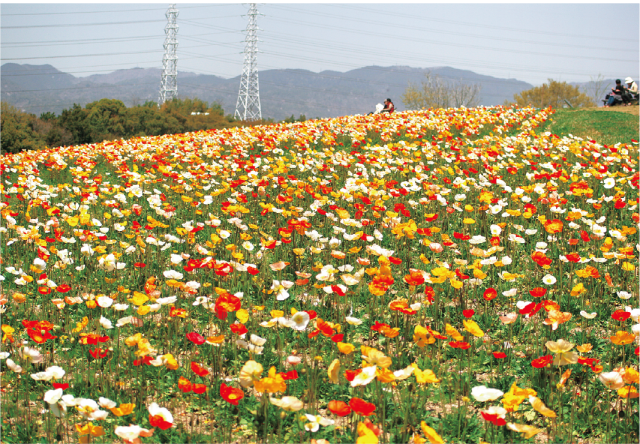 花の丘一面に広がる約38万本のポピーフェア 万博記念公園