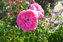 rose_231206_03