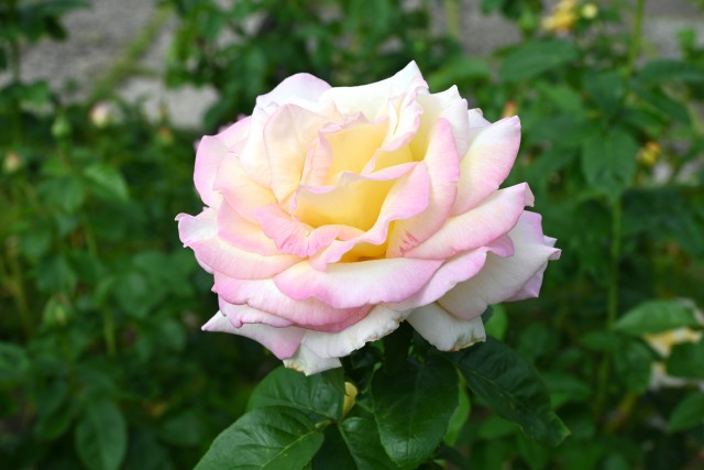 rose_241015_01