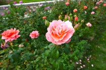 rose_241015_03